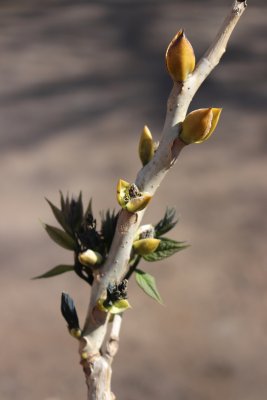 Decaisnea Fargesii - decaisnea Fargasova - pupen, list jaro